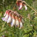 Vicia orobus Flower