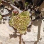 Aeonium balsamiferum 叶