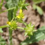 Ranunculus muricatus Egyéb