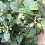 Cotoneaster franchetii ফুল