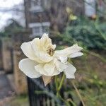 Rosa banksiae Flower