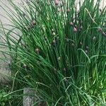 Allium schoenoprasum Φύλλο