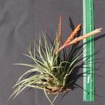 Tillandsia chontalensis Other