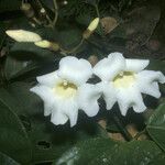 Amphilophium magnoliifolium ফুল