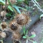 Arctium nemorosum फल