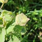 Abutilon grandiflorum Gyümölcs