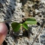 Caperonia castaneifolia Blatt