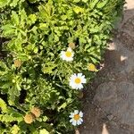 Argyranthemum thalassophilum Hoja