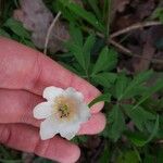 Anemone nemorosaFloare