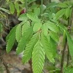 Leea guineensis Feuille