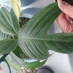 Philodendron panduriforme 葉