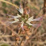 Ocimum filamentosum Flor