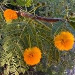 Vachellia farnesianaFlower