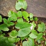 Ranunculus ficaria Blatt
