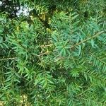 Podocarpus totara Φύλλο