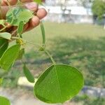 Dalbergia sissoo Leaf