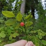 Vaccinium parvifoliumFruit