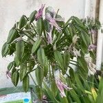 Agapanthus africanus Fruit