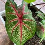 Caladium bicolor Leaf