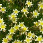 Saxifraga exarata Flower