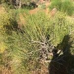 Ephedra viridis Levél