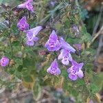 Clinopodium alpinumFlower