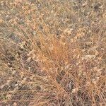 Themeda triandra Mbuma