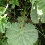 Geum pyrenaicum Blatt