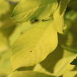 Dendrolobium umbellatum Leaf