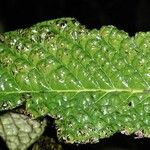 Diospyros brassica Лист