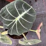 Alocasia reginula पत्ता