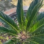 Cycas revoluta Лист