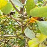 Eucalyptus lehmannii Fruit