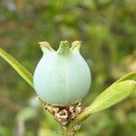 Buxus sempervirens Fruit