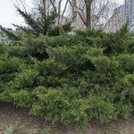 Juniperus virginiana Pokrój