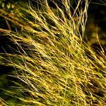 Aristida ternipes Flower