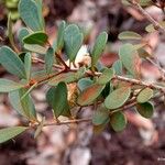 Syzygium ngoyense Habit