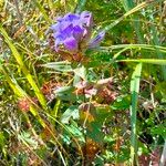 Gentiana scabra ശീലം