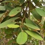 Celtis hypoleuca Habit