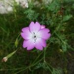 Eudianthe coeli-rosa Flower