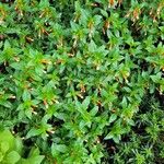 Cuphea ignea Blüte