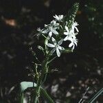 Ornithogalum narbonense Habit