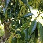 Quercus myrsinifolia Flower