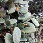 Opuntia ficus-indicaЛист