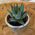 Aloe aristata Лист