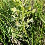 Habenaria helicoplectrum Çiçek