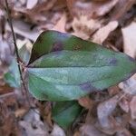 Smilax glauca ഇല