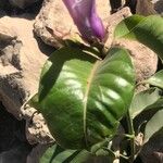 Cryptostegia grandiflora Leaf