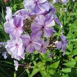 Phlox maculata Blüte