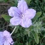 Ruellia humilis Λουλούδι